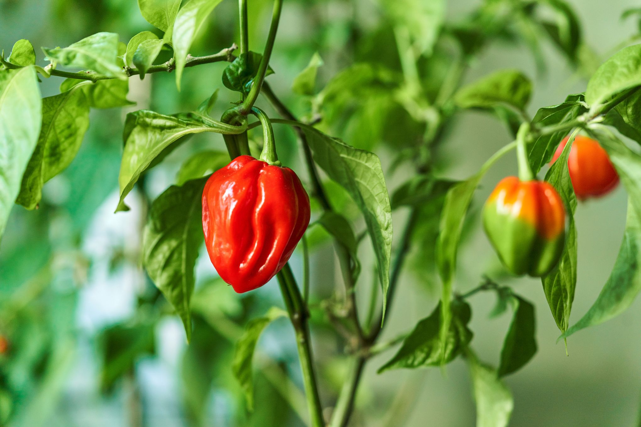 What Is The Scoville Scale For Peppers? - Grow Hot Peppers