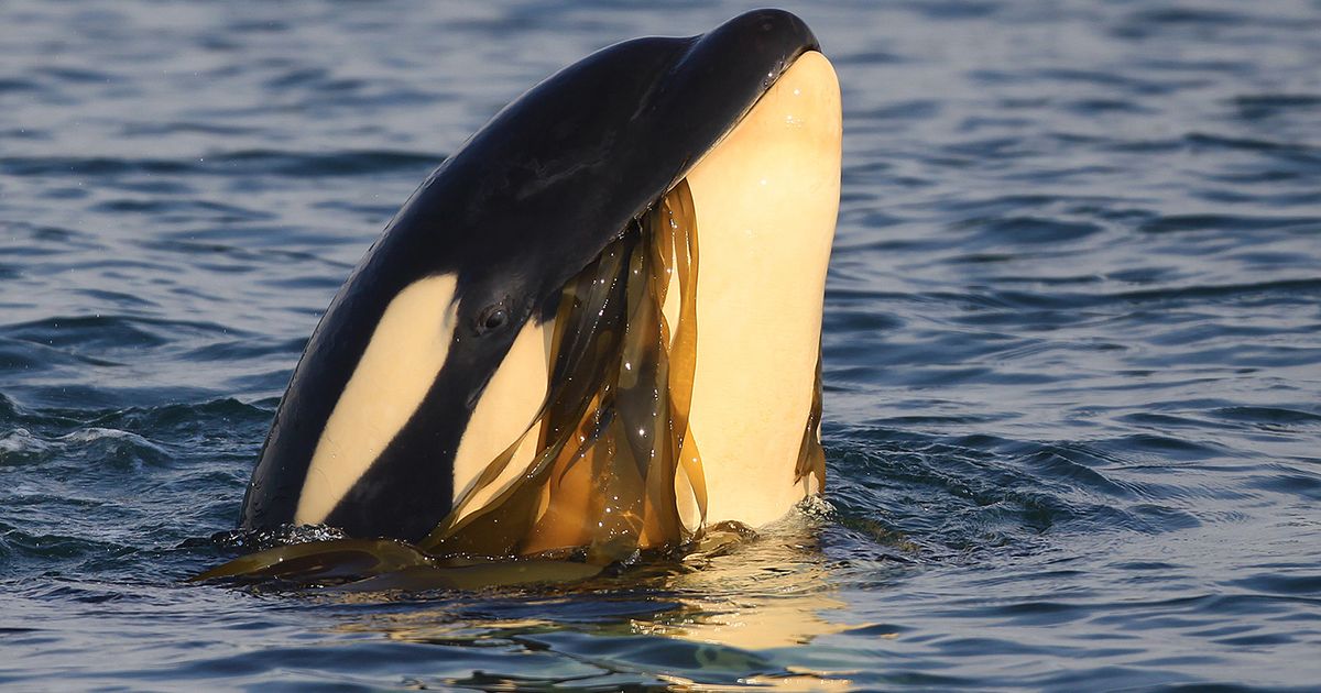 Baby killer whales seen ‘having fun’ while practicing hunting off California