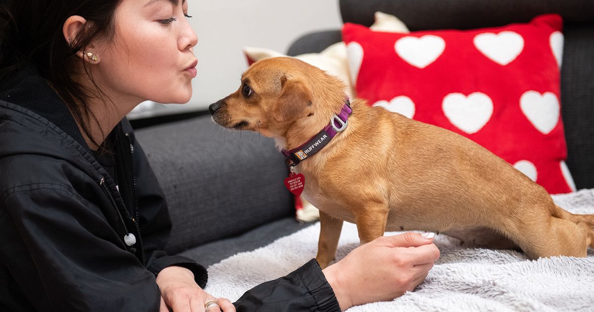 Expert tips for helping a new dog feel at home The Seattle Times