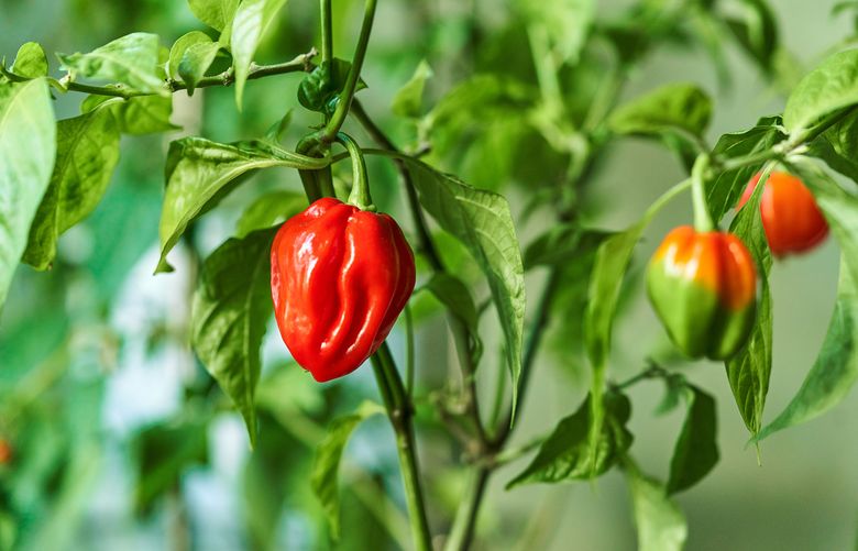 If you can handle the heat, habanero peppers measure 100-350,000 Scoville units with a citrusy flavor. (Getty Images)