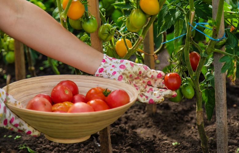 Spacing out your tomato plants helps them get plenty of air and sunshine, the enemies of disease and pests. (Getty Images)