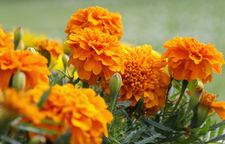 Marigolds are one example of trap plants that attract root nematodes and repel cabbage moths. They are also said to repel rabbits. (Getty Images)