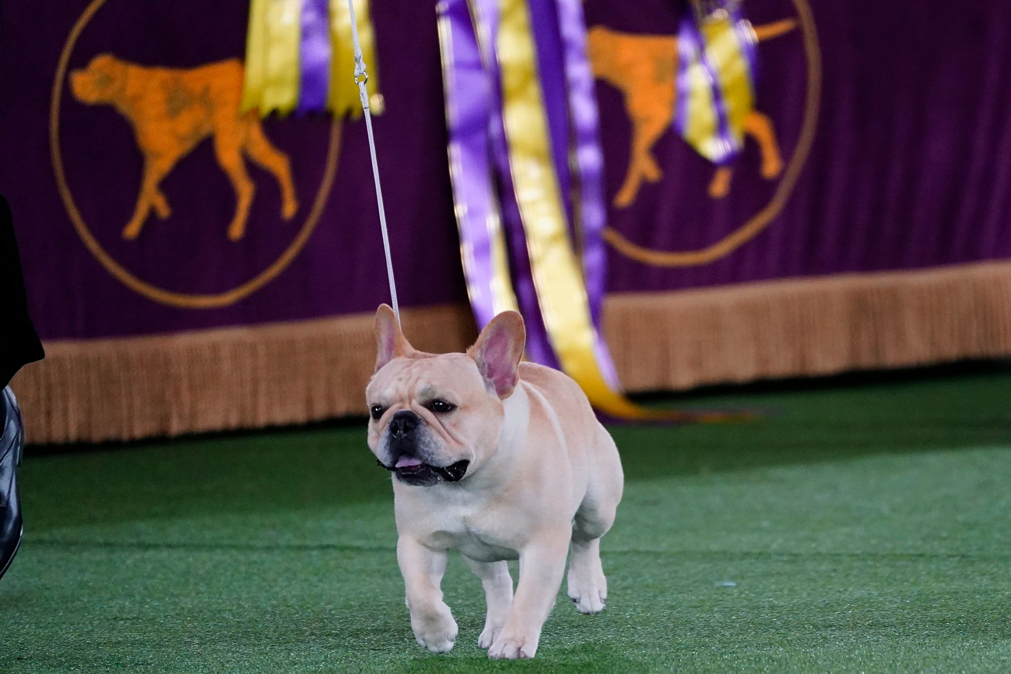 Mathew, the French Bulldog, takes top spot in Non-Sporting Group