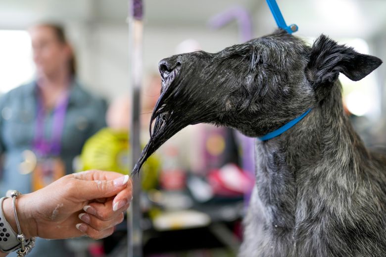 what happens during a dog show