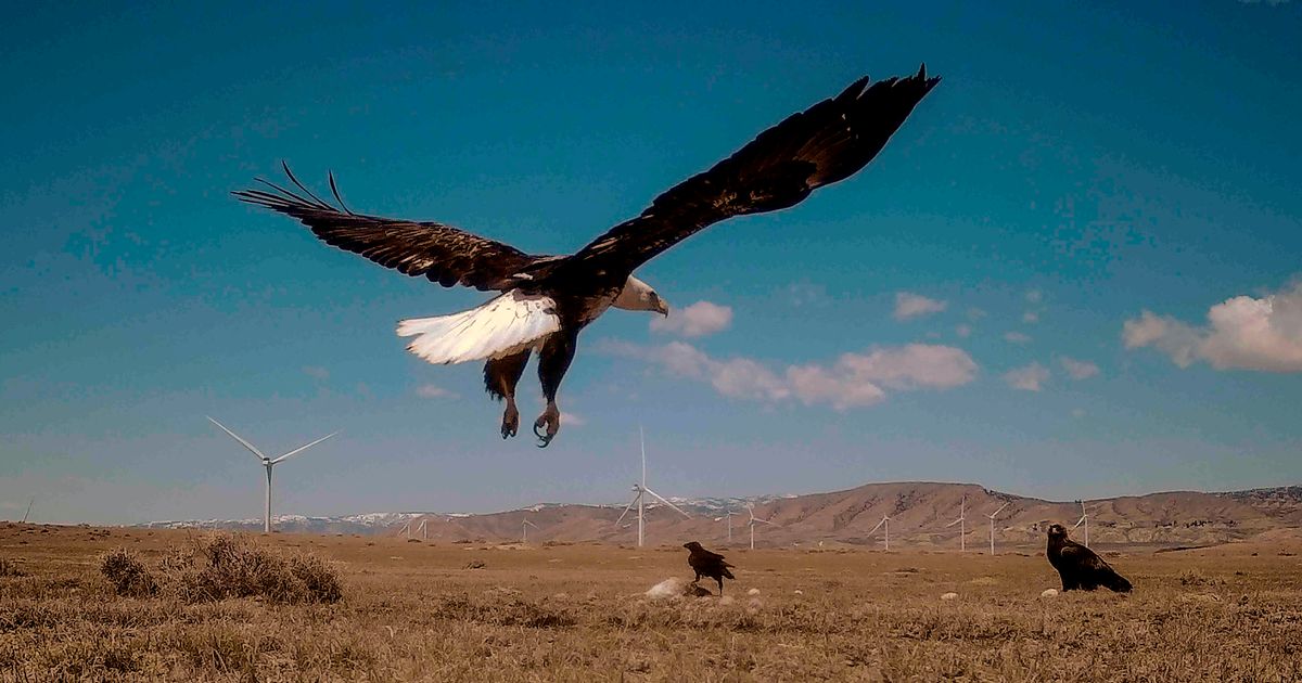 Criminal cases for killing eagles decline as wind turbine dangers grow