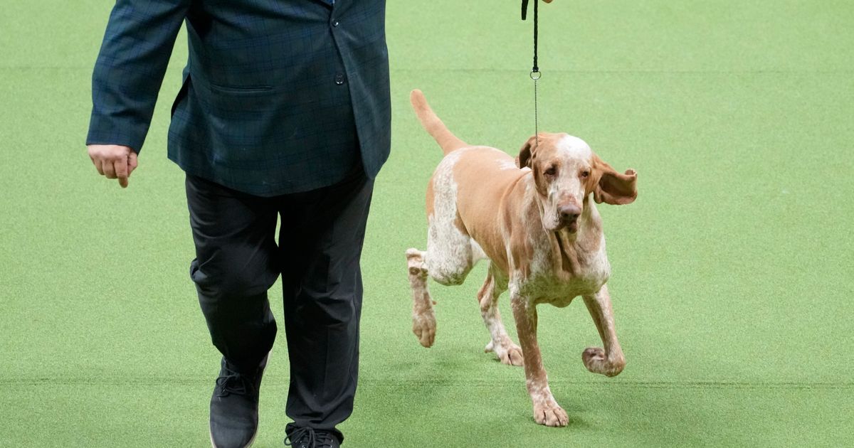 Dog co-owned by country’s Tim McGraw wins new breed at show | The ...