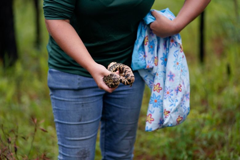 Memphis 'snake factory' transplants slither into their new home in  Louisiana