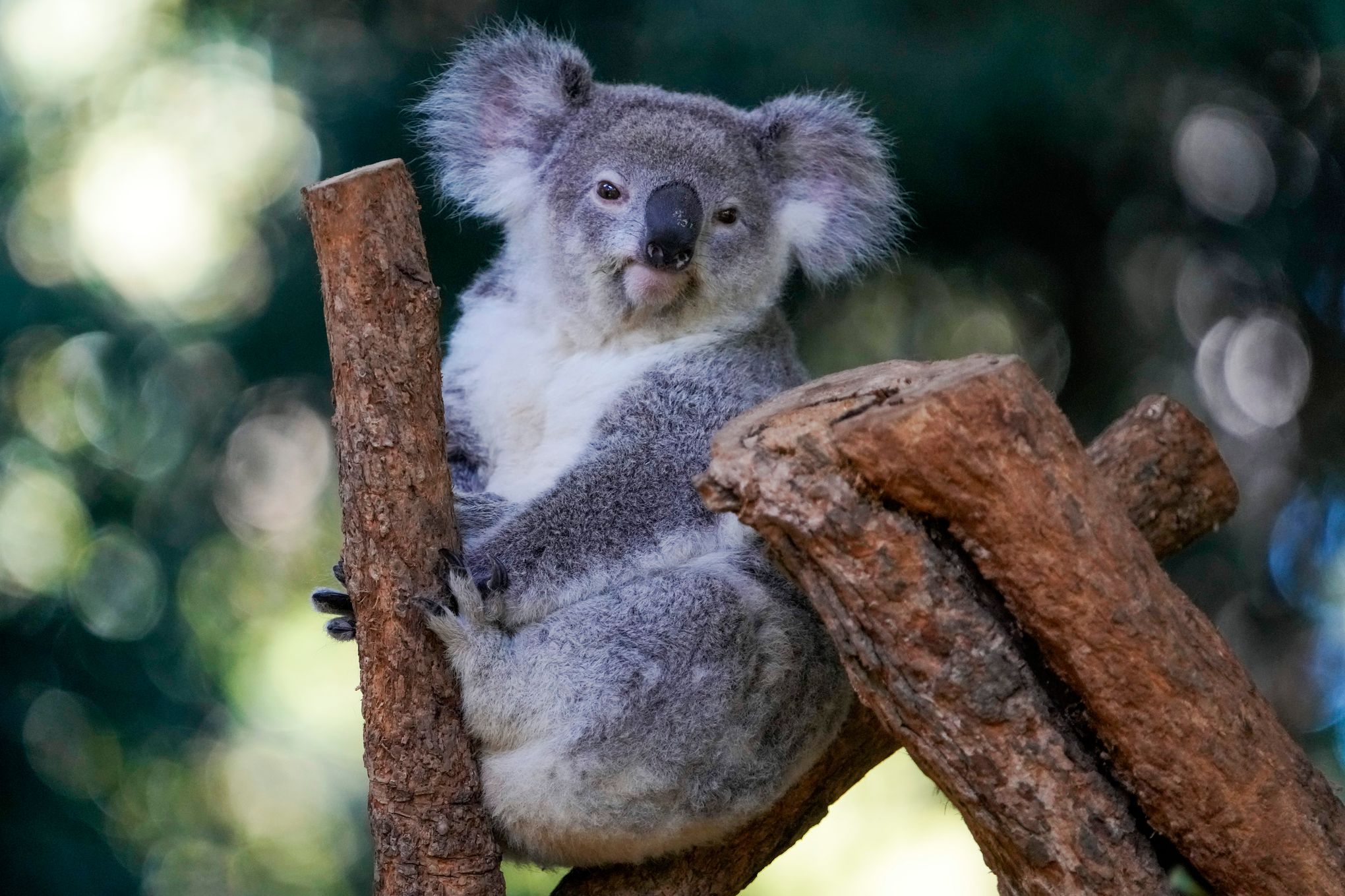 First wild koalas caught and vaccinated against chlamydia : NPR