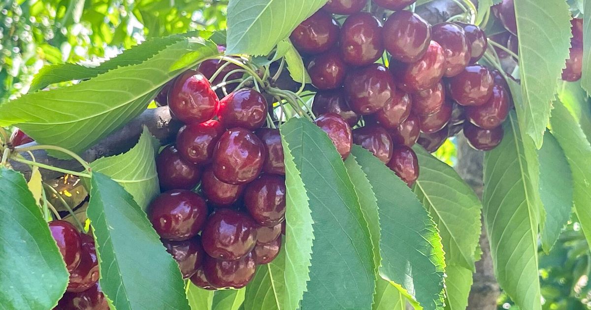 WA cherry harvest to be delayed, but plentiful