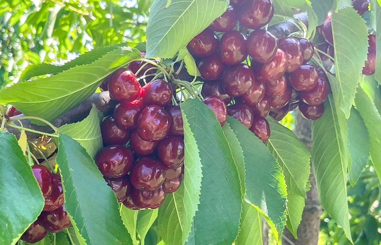Fruit-laden Bing cherry tree in Wenatchee area. (Courtesy of James W. Michael of the Northwest Cherry Growers)