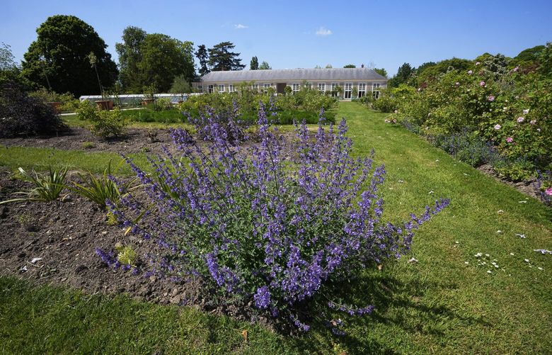 A view of the perfume gardens of the Chateau de Versailles, west of Paris, Thursday, May 25, 2023. The Versailles flower gardens were once a symbol of the French king’s expeditionary might and helped water-deprived courtiers perfume their skin. Now, they have been reimagined to give today’s public a glimpse — and a sniff — into the gilded palace’s olfactory past. (AP Photo/Michel Euler) VER114 VER114