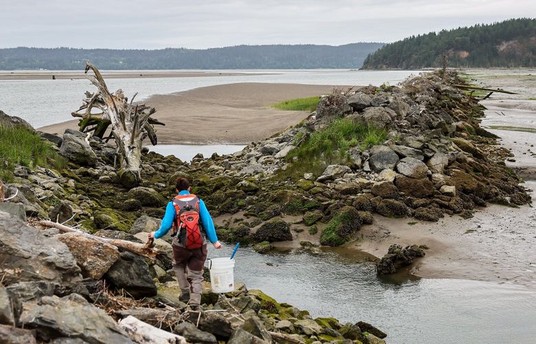 Heather Spore, Environmental Policy Analyst, makes her way across the Hole in the Wall jetty Tuesday morning in La Conner, Washington on May 30, 2023. Spore makes the trek multiple times a week to monitor out-migrating juvenile salmon.