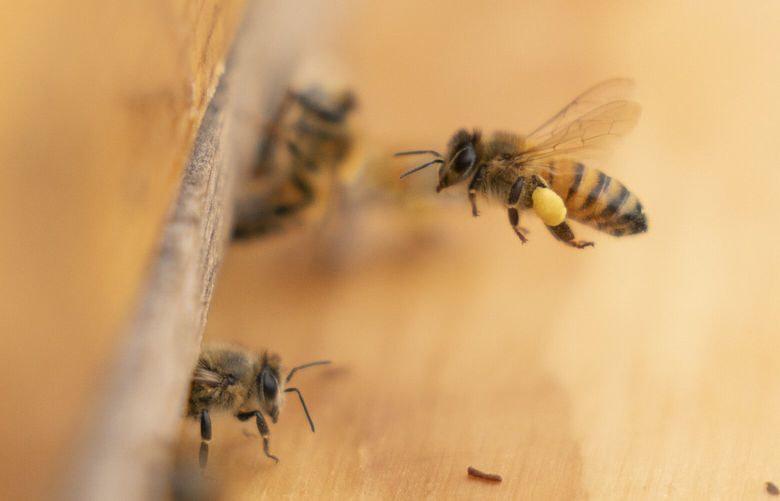 A bee arrives at a hive on the roof of the Warren Rudman U.S. Court House, Friday, May 5, 2023, in Concord, N.H. (AP Photo/Robert F. Bukaty) NHRB202 NHRB202