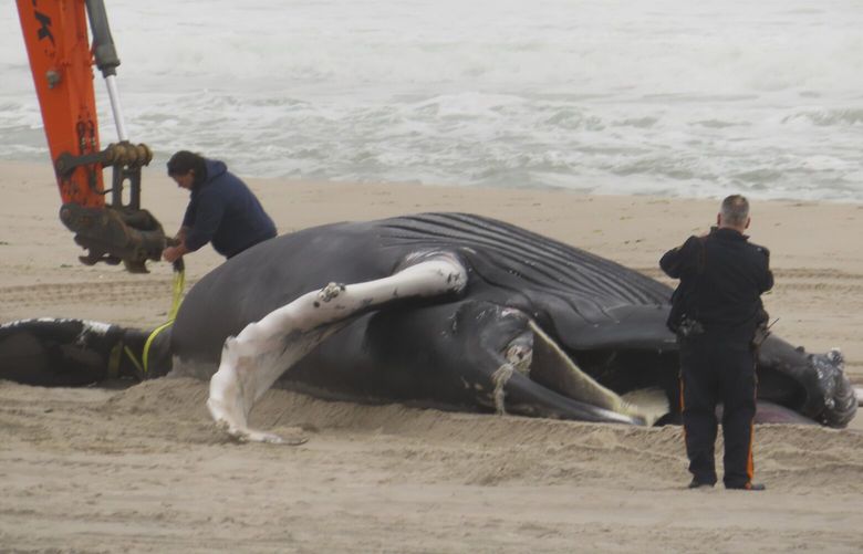 A dead humpback whale lies on the beach in Seaside Park, N.J., on March 2, 2023. Republican Congressmen on Thursday, March, 16, 2023, called for a halt to all offshore wind power projects amid a spate of whale deaths on the U.S. East Coast in what could be the beginning of an expected campaign by the GOP-controlled house to investigate the Biden Administration’s clean energy plans. (AP Photo/Wayne Parry)