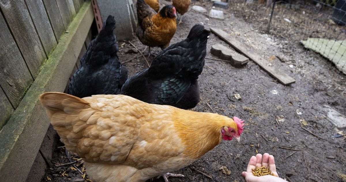 13 in WA sickened in salmonella outbreak linked to backyard poultry