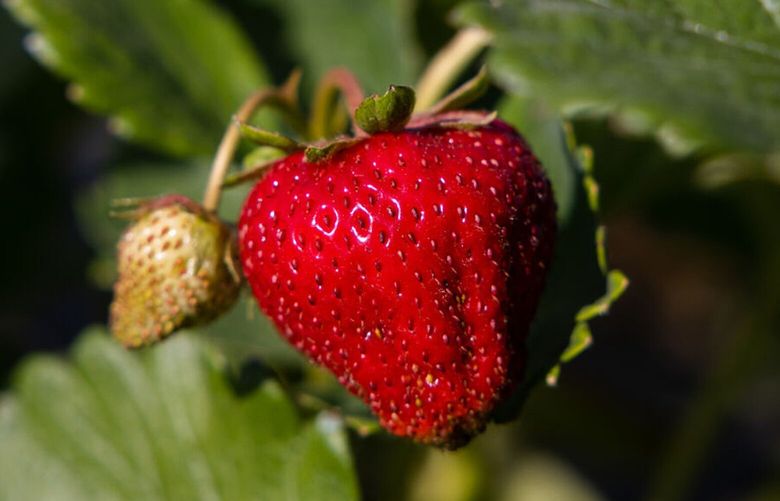 Strawberries are pictured at Cornerstone Ranches in Toppenish, Wash., on Wednesday, May 31, 2023.