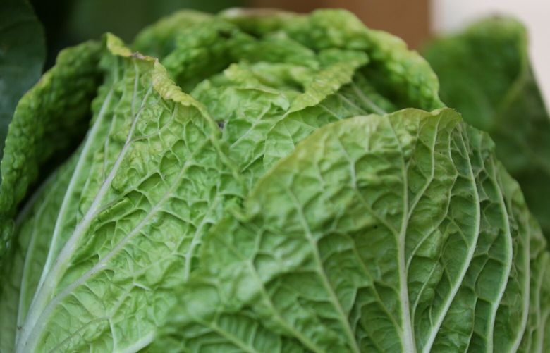 Napa cabbage for sale at Tian Tian Farm’s specialty Asian produce booth at the Ballard Farmers Market, Sunday, Aug. 1, 2021 in Seattle. 217794