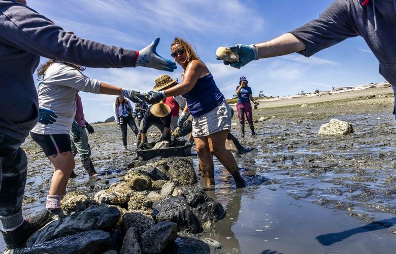 Robyn Porter, center, and other attendees move collectively to situate stones along the rock wall at the Salish Summit on Swinomish land on Monday, June 5, 2023.