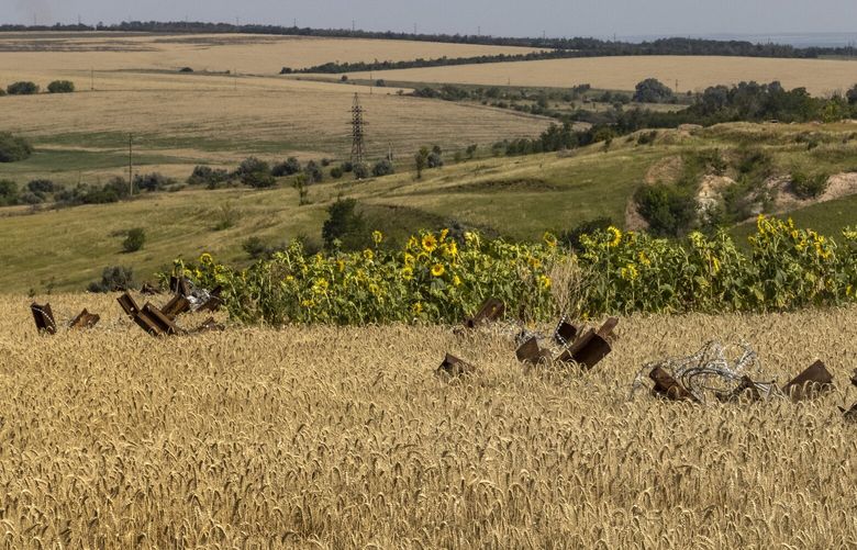 FILE — Hedgehog barricades and razor wire stand in an unharvested wheat field near Barvinkove, Ukraine on Aug. 1, 2022. Ukraine and Russia agreed on Wednesday, May 17, 2023, to a two-month extension of a wartime agreement that allows Ukraine to ship its grain across the Black Sea, easing uncertainty over a deal seen as vital for preventing famine in other parts of the world. (David Guttenfelder/The New York Times) XNYT66 XNYT66