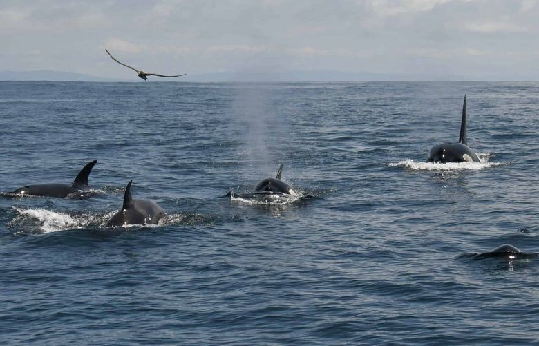 Killer whales near the Farallon Islands.(Michael Pierson/Oceanic Society/TNS) 81478226W