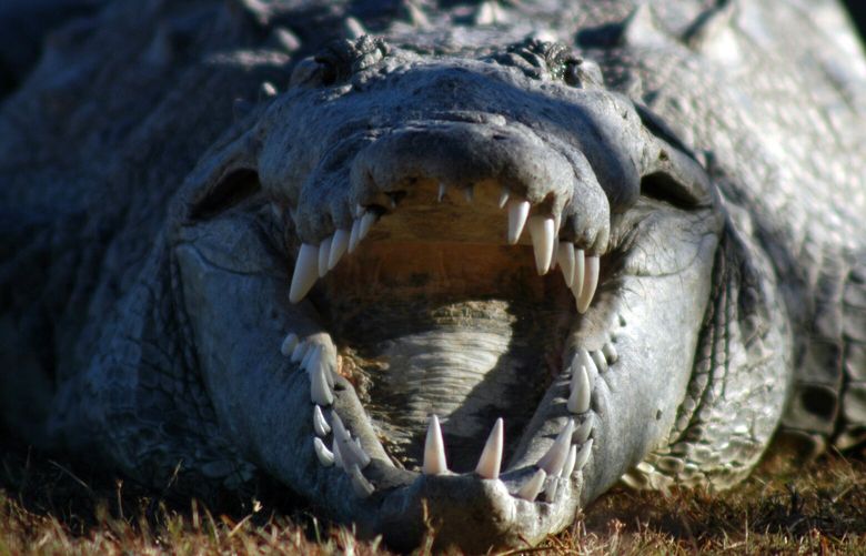 A photo provided by the National Park Service shows an American crocodile at Everglades National Park in Florida. An American crocodile living alone in Costa Rica laid a clutch of eggs. One of them matured in an incubator, yielding a perfectly formed but stillborn baby crocodile. (National Park Service via The New York Times) – NO SALES; EDITORIAL USE ONLY- XNYT0675 XNYT0675