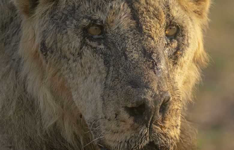 FILE – The male lion named “Loonkiito”, one of Kenya’s oldest wild lions who was killed by herders in May 2023, is seen in Amboseli National Park, in southern Kenya on Feb. 20, 2023. Recent lion killings highlight the growing human-wildlife conflict in parts of east Africa that conservationists say has been exacerbated by a yearslong drought. (Philip J. Briggs/Lion Guardians via AP, File) NAI501 NAI501