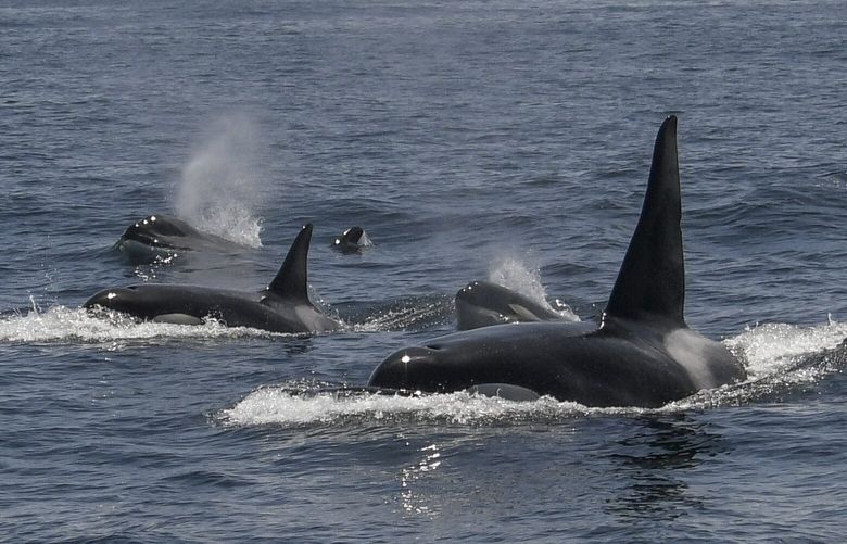 In this photo provided by Michael Pierson, an unusually large group of killer whales was spotted off the coast of San Francisco on May 7, 2023. (Michael Pierson/Oceanic Society via AP) FX313 FX313