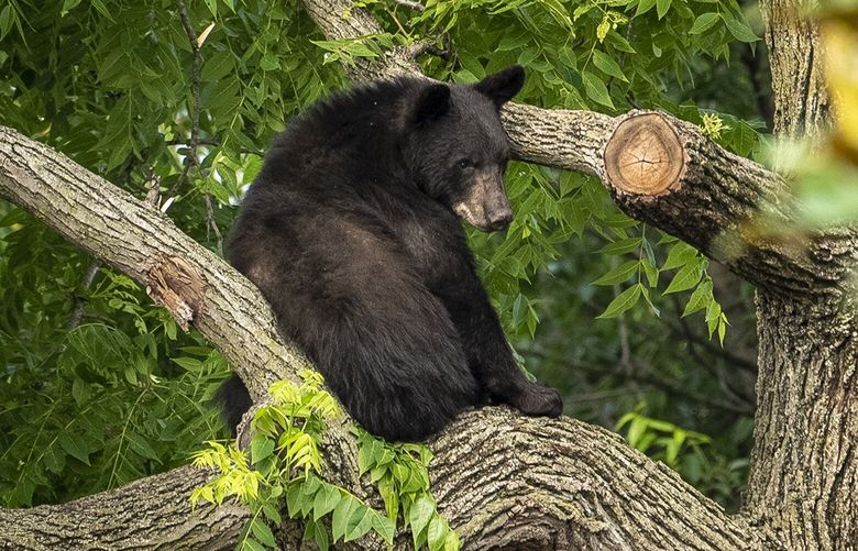 A black bear sits in a tree while police attempt to keep it in place until wildlife authorities can arrive on scene in the residential Brookland neighborhood in Northeast Washington, in Washington, Friday, June 9, 2023. The bear was eventually tranquilized by the Humane Rescue Alliance and taken away in a cage by the Smithsonian’s National Zoo. (AP Photo/Andrew Harnik) DCAH101 DCAH101