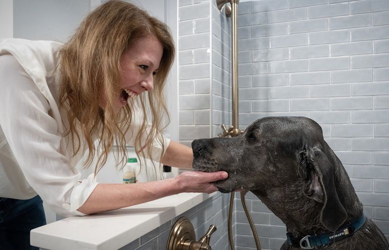 Kaisa Johnson attempts to clean Otto the Great Dane in her redesigned laundry room in the basement of her home in Minneapolis on Wednesday, May 10, 2023. (Shari L. Gross/Minneapolis Star Tribune/TNS)