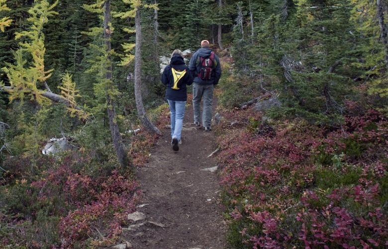 FILE — Larch trees and huckleberry bushes border the Blue Lake hiking trail in Washington’s North Cascades National Park on Oct. 3, 2009. North Cascades is typically one of the less-visited parks of the entire parks system, seeing less than 3 percent of Mount Rainier’s yearly traffic.  (Stuart Isett/The New York Times) XNYT132