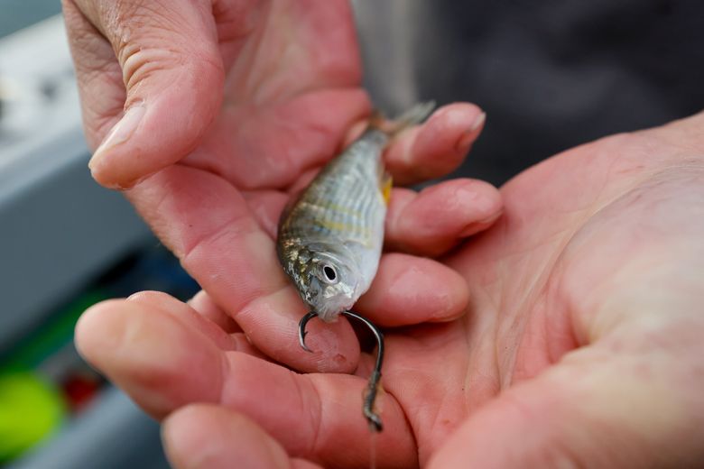 Are There Fish Swimming At Dodger Stadium?