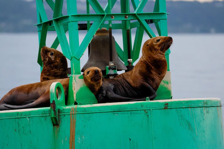 Juvenile sea lions rest on a buoy. (Jennifer Buchanan / The Seattle Times)