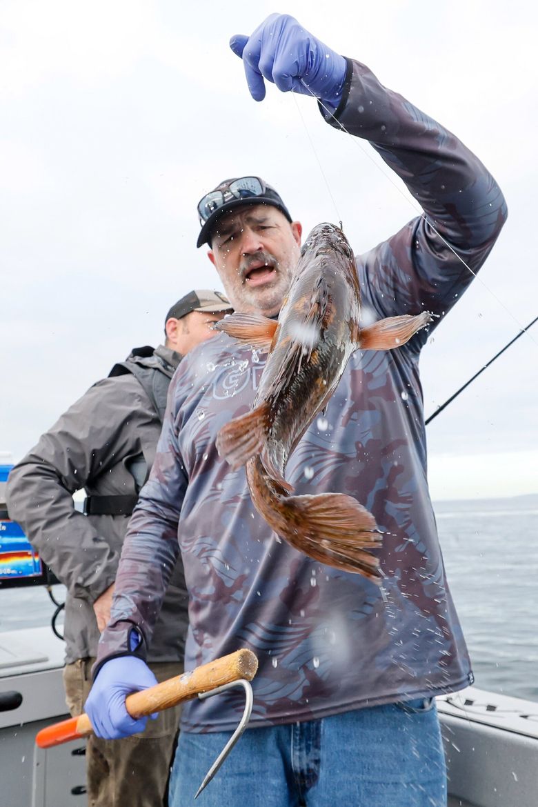 Tom Nelson holds a thrashing copper rockfish before setting it free. Rockfish, once extremely abundant in the Puget Sound, were overfished and are now illegal to keep. (Jennifer Buchanan / The Seattle Times)