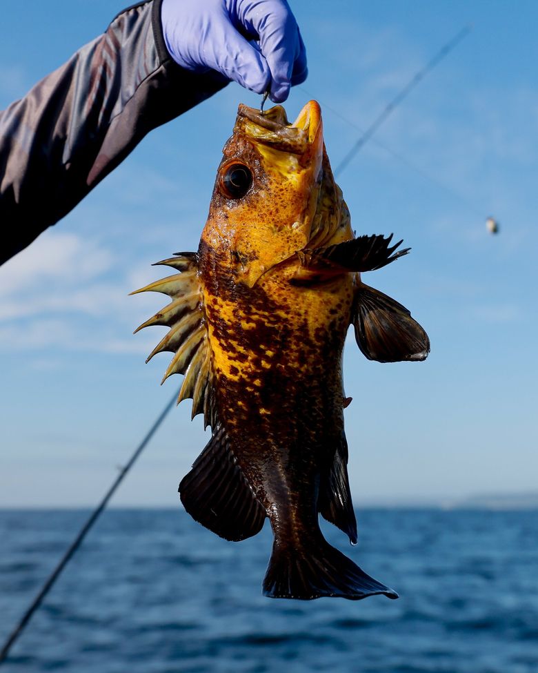 Tom Nelson holds up a quillback rockfish. (Jennifer Buchanan / The Seattle Times)