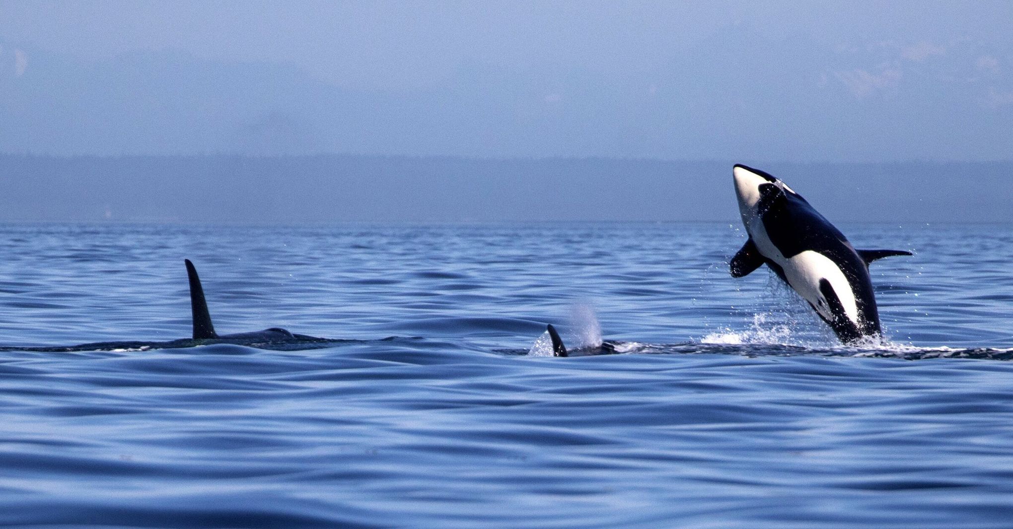 Dosed salmon, clipped fins, a 'dinner bell': How far is too far in helping  starving orca?