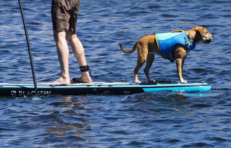 A canine is properly outfitted with a life vest on Lake Union as temperatures heat up into the 80s, Sunday, May 14, 2023 in Seattle.