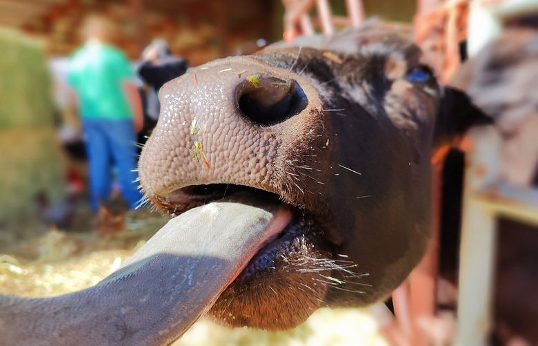 *** READER’S LENS – ONE TIME USE ONLY ***

Emily Sloan
emily0302.mc.ar@gmail.com
Richland
2533299641

Bend Oregon 
2023/4/1

We went to Bend Oregon for a family reunion and went to a farm as a fun group outing. We got to pet, feed, and milk animals. It was such a fun experience! I know Oregon isn’t Washington but it is PNW. I took this with my phone while enjoying the whole experience!

IMG_20230401_115615.jpg
I agree to the Readers Lens Terms and Conditions	17:55:38 01 Jun, 2023