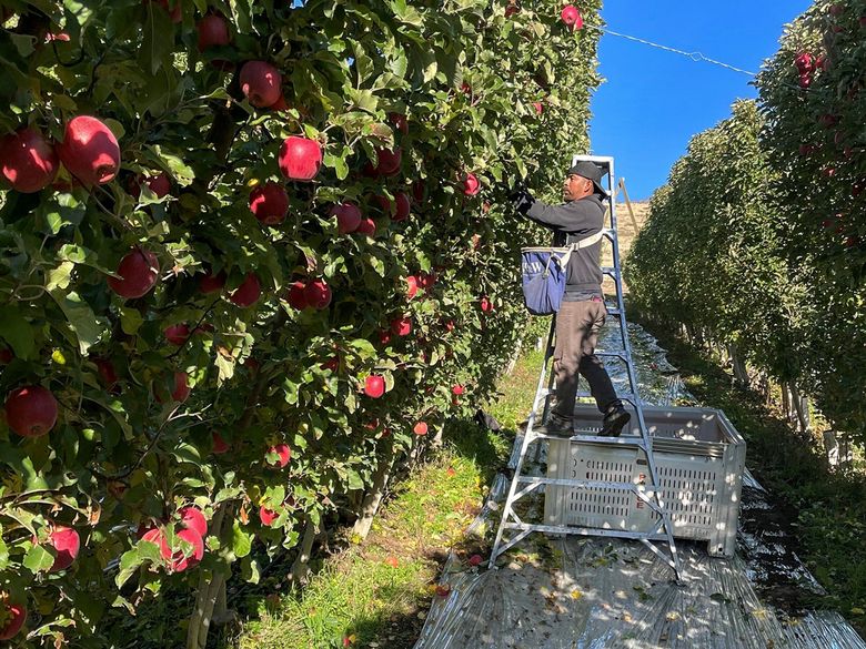 https://images.seattletimes.com/wp-content/uploads/2023/06/06222023_Apple_Production-2021_123349.jpg?d=780x585