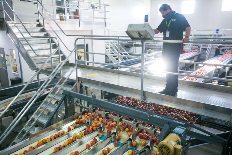 Production manager Oscar Espinoza inspects an apple packing line on at Domex Superfresh Growers packing house in Yakima. Retaliatory tariffs imposed by India cost Washington’s apple industry tens of millions. Those tariffs were lifted Thursday in a boon to apple growers