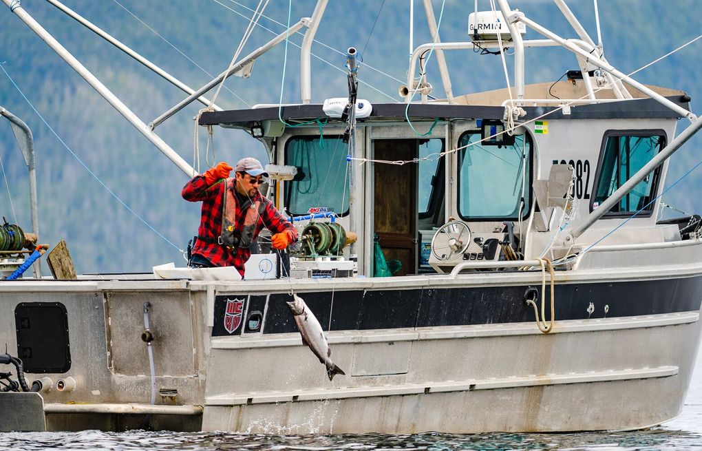 Shutting down salmon trollers won't save endangered orcas