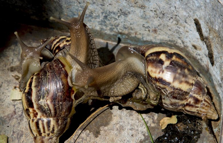 FILE – A rout of giant African snails gather on Aug. 28, 2019, in a corner in Havana, Cuba. Invasive giant African land snails that can eat building plaster and stucco, consume hundreds of varieties of plants and carry diseases that affect humans have been detected once again in Florida, where officials said Thursday, July 7, 2022, work has begun to eradicate the pests.
(AP Photo/Ismael Francisco, File)