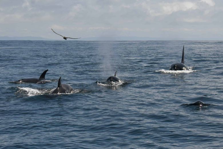 PTZtv on X: Pod of whales spotted few miles west of CocoCay in