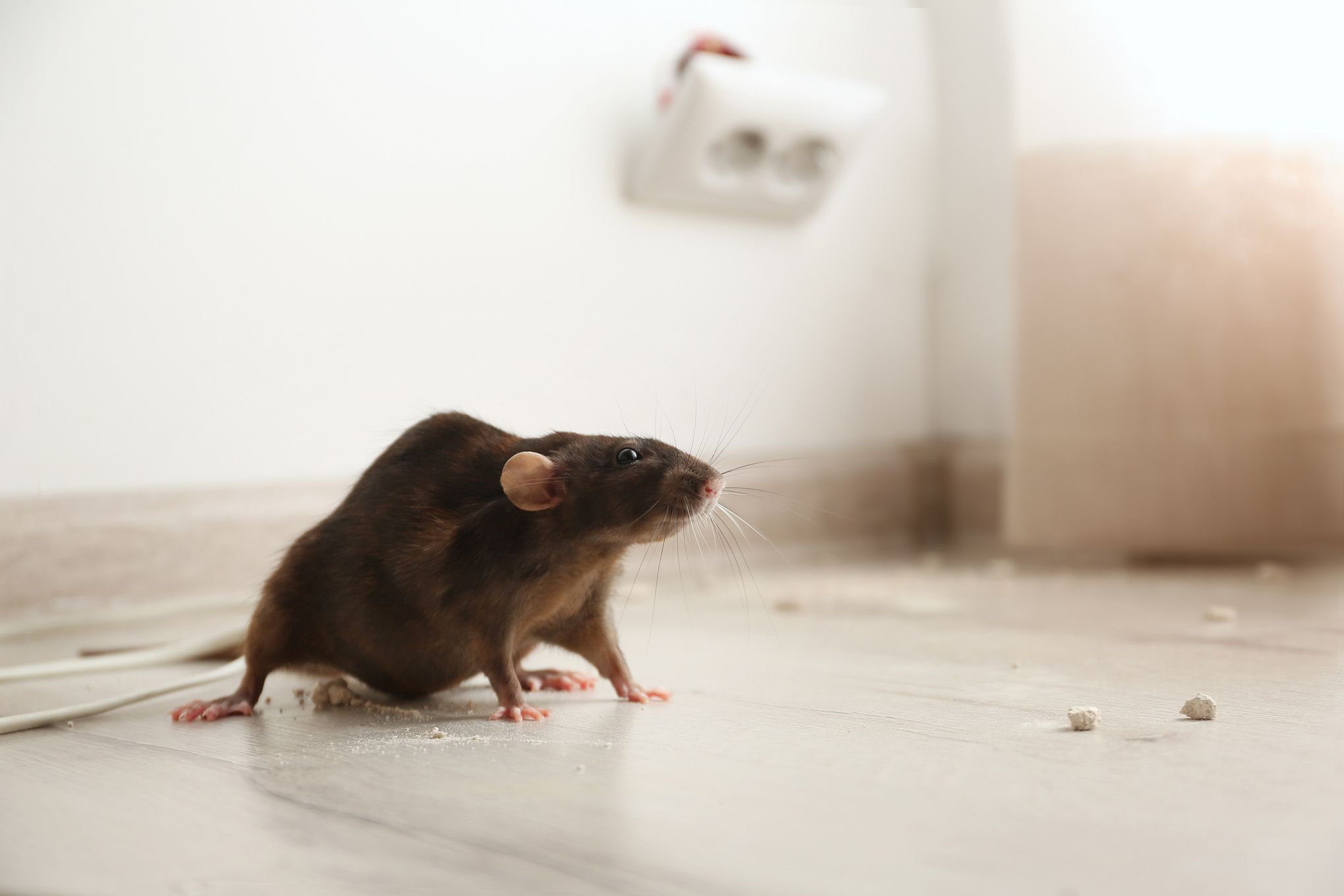 d-CON Rodent Baits and Traps Rid Your Home of Rats and Mice 