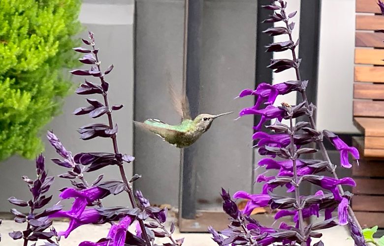 A hummingbird plans its next meal in the bright purple petals of Salvia Amistad. (Courtesy of Erica Browne Grivas)