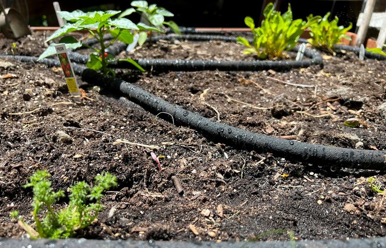 A soaker hose system installed in a raised vegetable garden bed, or other drip irrigation methods, saves water and money, reduces waste and helps protect plant health. (Jessica Damiano via AP)