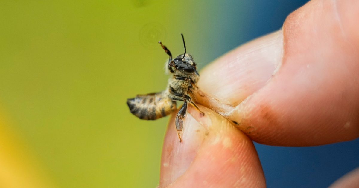 Nearly half of US honeybee colonies died last year. Struggling ...