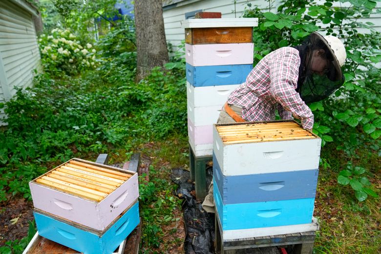 Struggling beekeepers stabilize U.S. honeybee population after