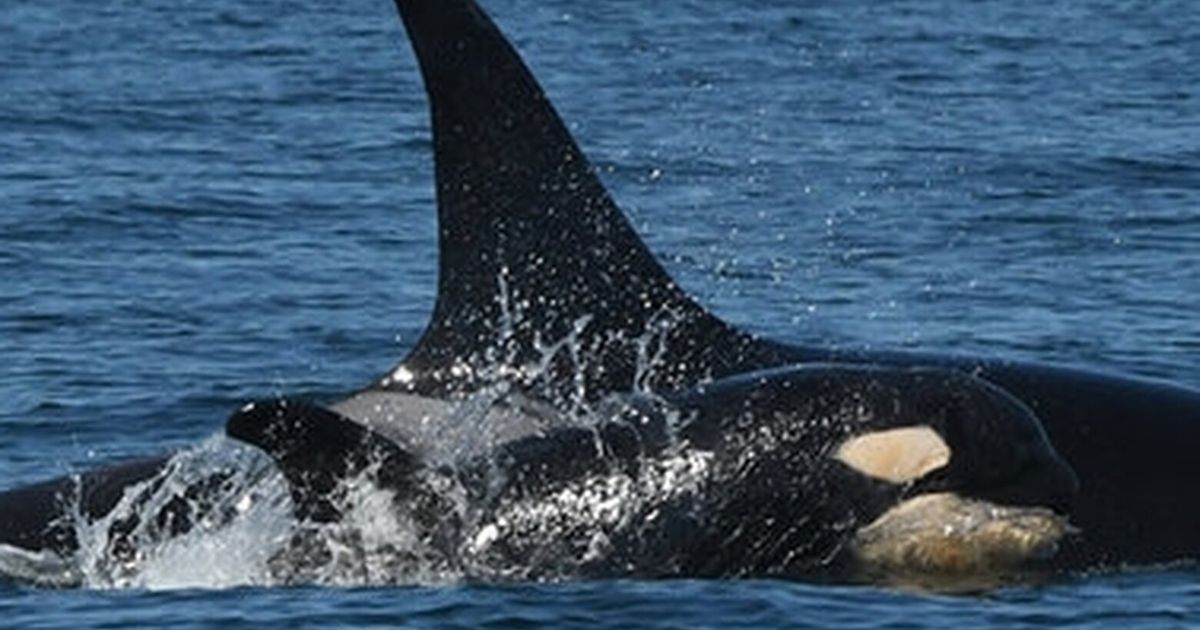New orca babies grow endangered southern resident population