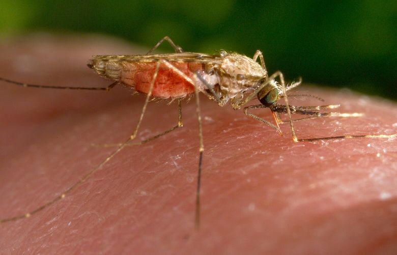 FILE – This 2014 photo made available by the U.S. Centers for Disease Control and Prevention shows a feeding female Anopheles gambiae mosquito. The species is a known vector for the parasitic disease malaria. The United States has seen five cases of malaria spread by mosquitos in the last two months…the first time there’s been local spread in 20 years. There were four cases detected in Florida and one in Texas, according to a health alert issued Monday, June 26, 2023, by the CDC. (James Gathany/CDC via AP, File) NYSS108 NYSS108