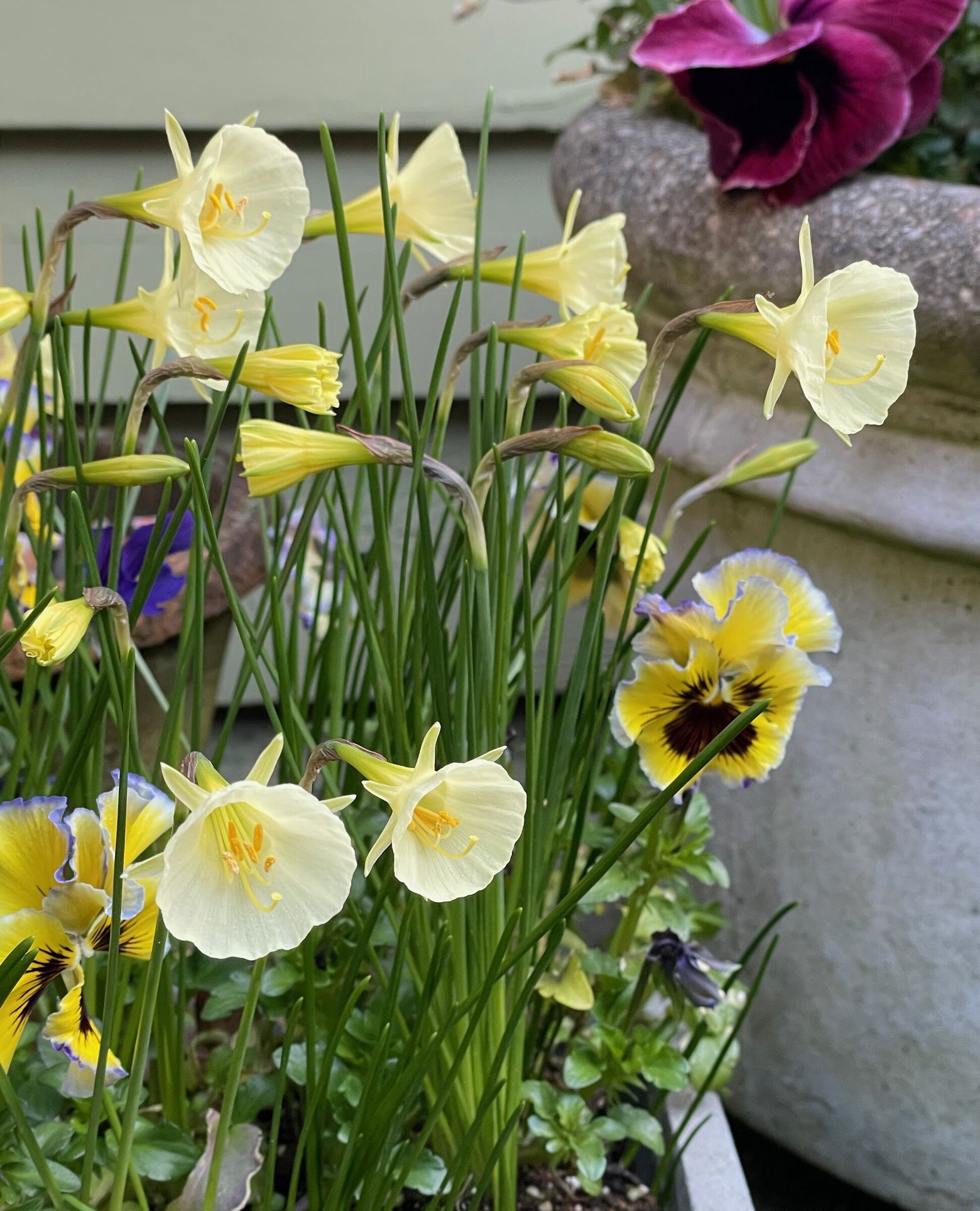 Growing Daffodils: When to Plant Daffodils, How to Plant Daffodils